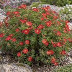 Nátržník krovitý (Potentilla fruticosa) ´MARIAN RED ROBIN´® - výška 20-30 cm, kont. C2L